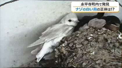幸せ呼ぶ！？真っ白なツバメが永平寺町で見つかる　巣立ち後すぐに姿見えなく…「元気でいて」と住人男性　福井