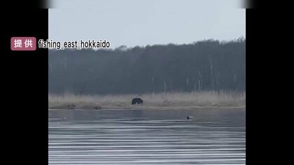 ヒグマが子鹿に襲いかかる瞬間　クマのうなり声とシカの鳴き声が響き渡る　対岸の釣り人も危険感じ退避　北海道・別海町