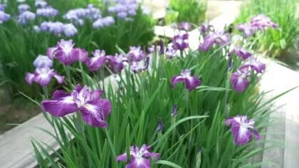 富山・砺波市「頼成の森」で花しょうぶが満開　600品種70万株が咲き誇り見頃　6月下旬並みの暑さに