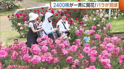 国営越後丘陵公園の“バラ”見頃に！約800種2400株が一斉に開花「華やか」「香りが素敵」新潟・長岡市