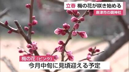 【立春】唐津市の鏡神社の梅が開花 【佐賀県】