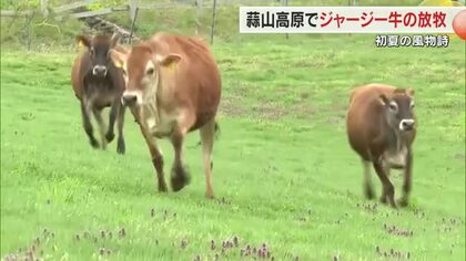 元気でかわいいメスのウシ９頭放牧…真庭市・蒜山高原の初夏の風物詩「ジャージー牛の放牧」始まる【岡山】