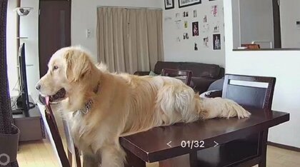 「結構自由にやってた」留守番中の大胆ないたずらがバレた犬の姿に14万超いいね…その後を聞いた【今年私バズりました】