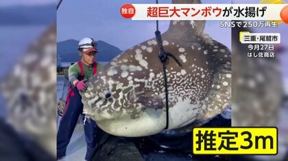 「10年の漁師生活で初」三重・尾鷲で推定3m超巨大マンボウを水揚げ…SNSで250万再生　下関ではクラゲ食べる珍光景　
