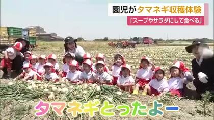 「タマネギとったよー」みやき町の園児85人が1000個を収穫　2歳から5歳が畑で体験【佐賀県】