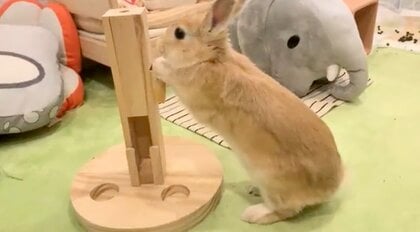 「喜び方がありえないくらい可愛い」外したかった箱が取れて部屋を駆け回るうさぎ…“20分くらい”格闘の末感情爆発?