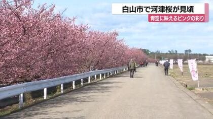 「河津桜」が見頃　あすにも満開　週末はライトアップも