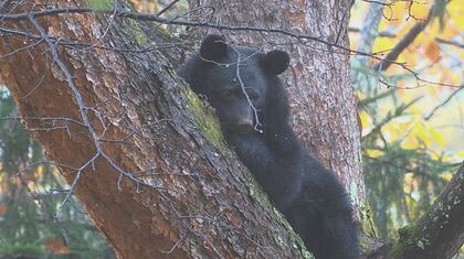 クマがホテル近くの木の上に…捕獲して山に逃がす　体長1.2メートル、体重60キロのオス　大町温泉郷で連日、目撃相次ぐ　