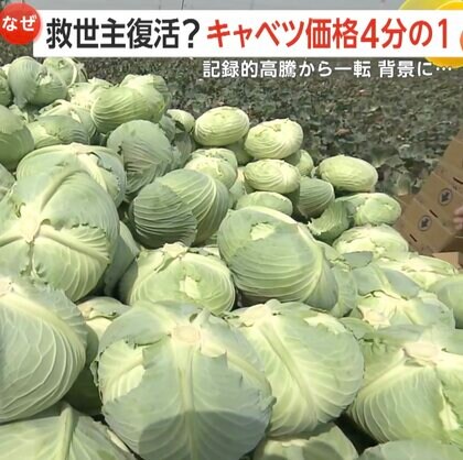 【なぜ？】「高騰していたキャベツが安い」1玉約200円と急落 ピーク時の4分の1に「ニヤニヤが止まらない」キャベツ無料おかわりのとんかつ店も安堵