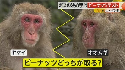 決め手は「ピーナッツテスト」　動物園の群れの新しいボスザル認定　候補のどちらが取るかで優位性を確認　大分市