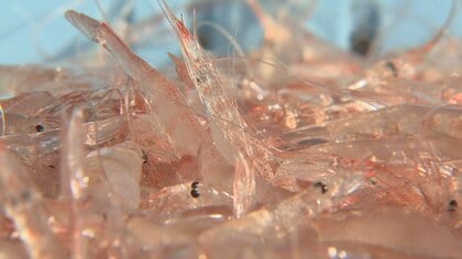 富山湾のシロエビ漁、平年の半分の漁獲量にとどまる　前例ない6回の休漁…水揚げ大幅減少