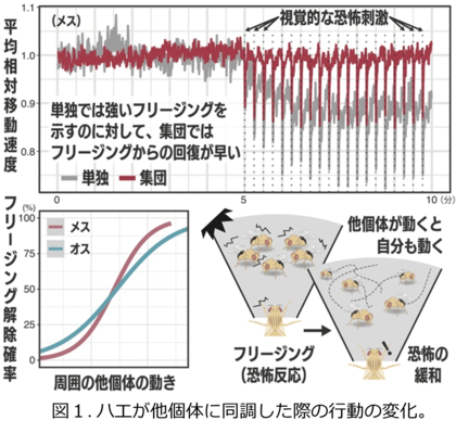 「多様性と同調」が集団をより強くする ハエの行動から探る「群れの力」の遺伝基盤