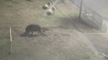 またきた“穴掘り”イノシシ　せっかく…市の職員といたちごっこ　公園にエサ？