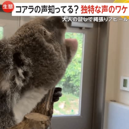 独特過ぎる…低く野太く渋いコアラの声！滅多に鳴かないのに20秒以上発声のワケは…“縄張り”アピール　鹿児島市平川動物公園