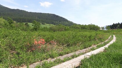 悠仁さまも網を手に駆け回った…池ヶ原湿原が「未来に残したい草原の里100選」選出　多様な動植物の保護へ続く取り組み