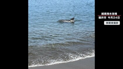 独自取材】イルカの“かみつき”1日6件…引きずり込まれ溺れる危険も