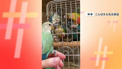 マドンナにアツ～い視線!? 1羽に全力で群がる7羽のインコが話題「男子校の文化祭みたい」｜FNNプライムオンライン