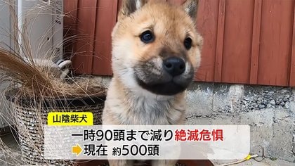 かわいすぎる」SNSで話題の希少犬種「山陰柴犬」 一時は絶滅の危機に