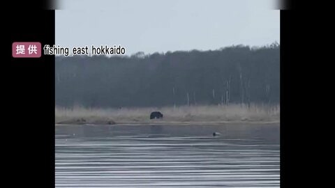 ヒグマが子鹿に襲いかかる瞬間　クマのうなり声とシカの鳴き声が響き渡る　対岸の釣り人も危険感じ退避　北海道・別海町