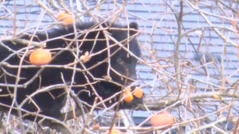 クマが柿の木に2日連続で居座る事態 岩手県で警察ライフル銃チーム初出動も「高い位置で狙えず」駆除に至らず　洋野町では県内初の緊急銃猟で栗の木に居座ったクマを9時間後に駆除