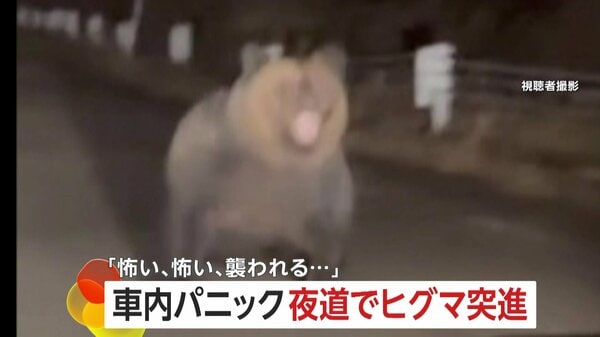 怖い、怖い、襲われる」北海道2mのヒグマ車に突進「恐怖でギア入れられ