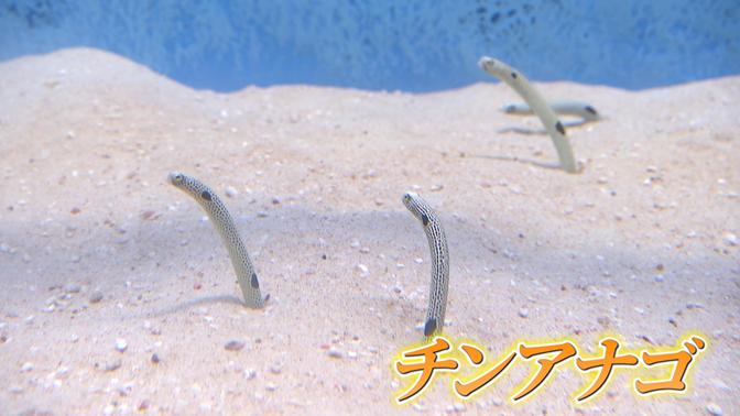 チンアナゴ