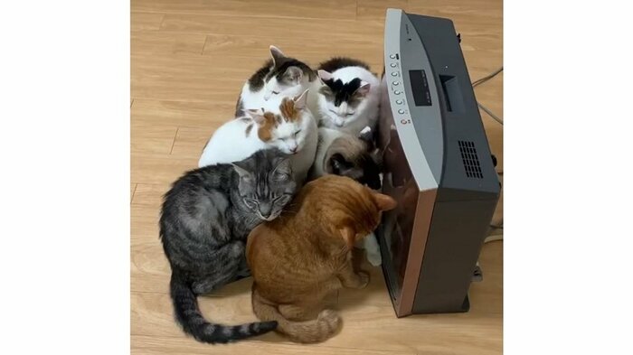 暖を求める6匹の猫たち