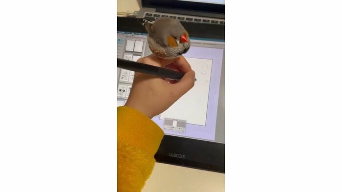 キンカチョウの久兵衛くん