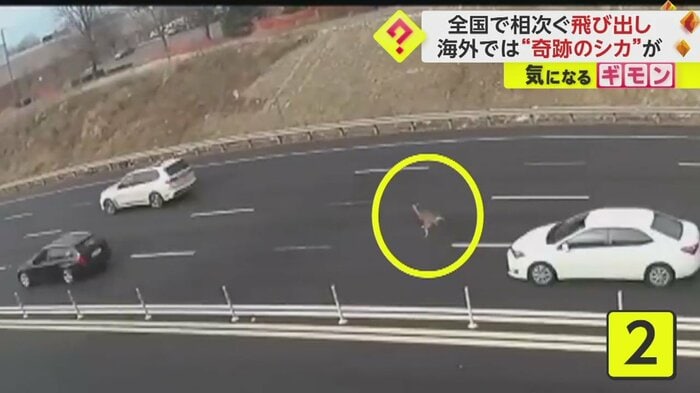 白い車の前を横切り