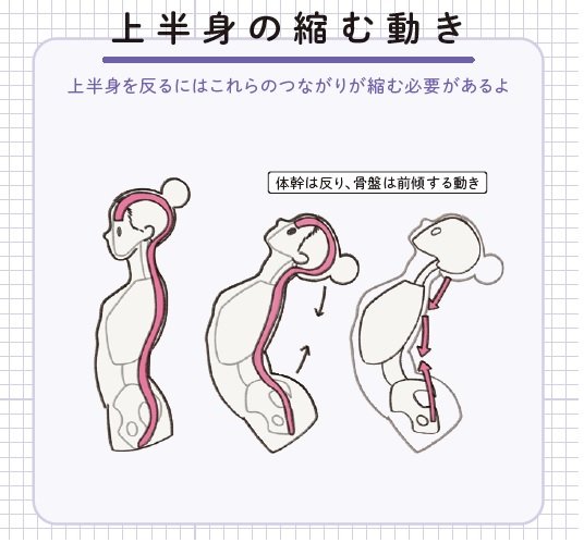 『筋肉のつながり図鑑』より