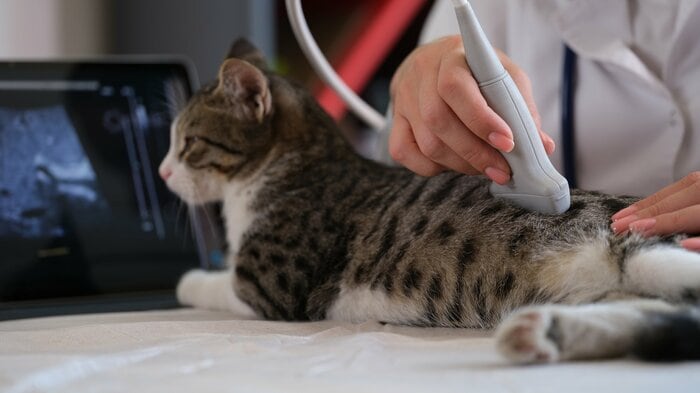 (3)動物病院で定期的な検査も(画像はイメージ)