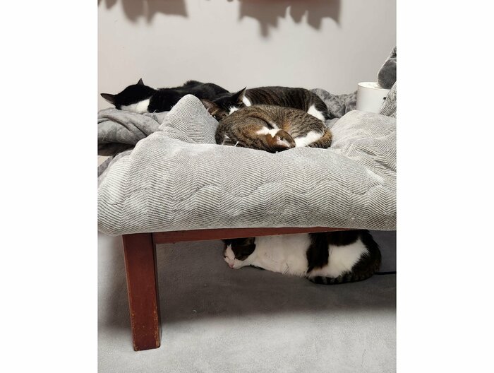 こたつテーブルの上下に集まる猫(提供:やわいさん)