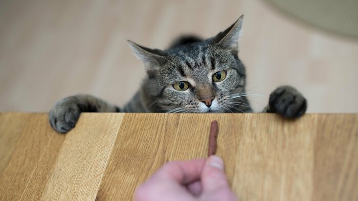 慣れてきたら餌やおやつを手であげてみてもいい(画像はイメージ)