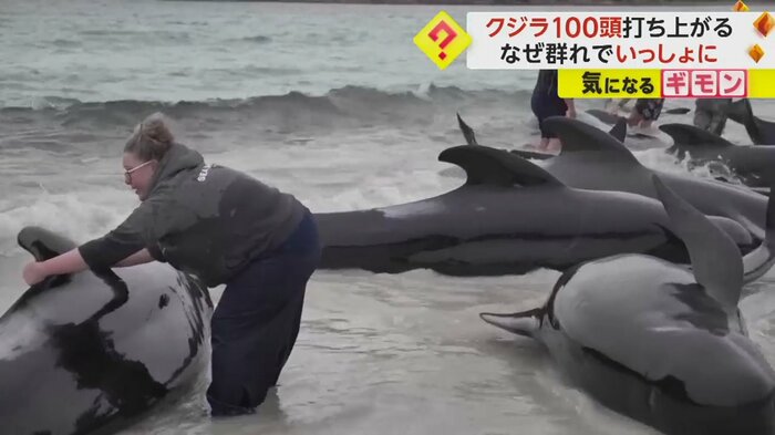 波打ち際に多くのクジラが横たわる
