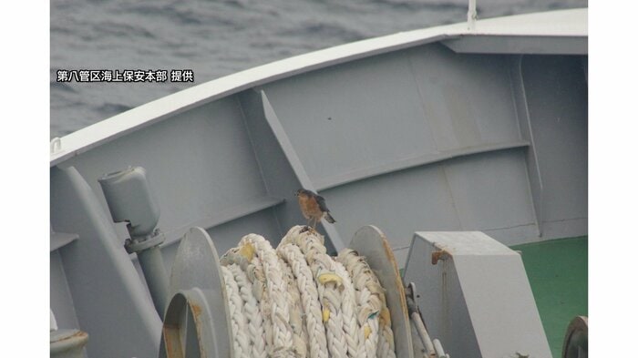 巡視船いわみに降り立った鳥