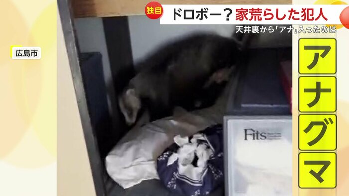 ふすまの中にいたアナグマ(視聴者撮影)