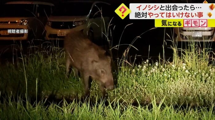 草を食べているイノシシ
