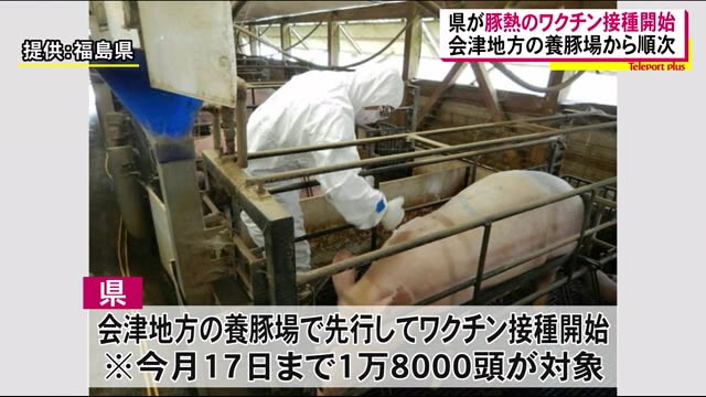 豚熱ワクチン接種スタート 9月14日から会津地方の養豚場を対象に 感染拡大防止へ<福島県>