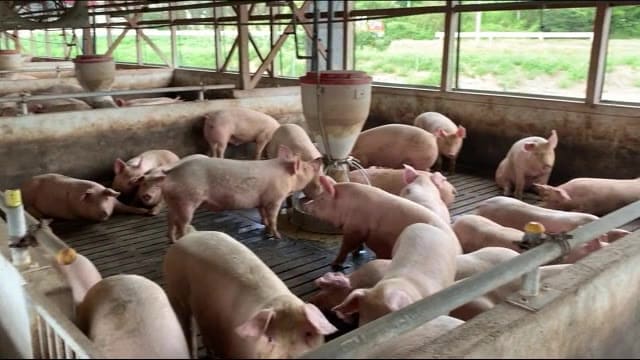 【豚熱を野生イノシシから確認】養豚場では豚や従業員の生活を守るため 警戒をさらに強める<福島県>