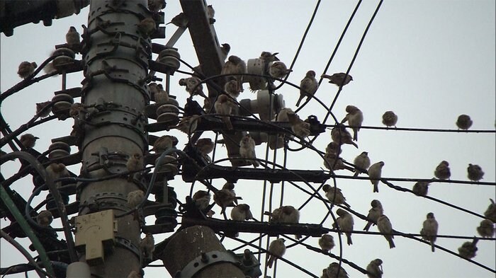数百羽の鳥が駅前に集結 響く鳴き声 住民が悲鳴