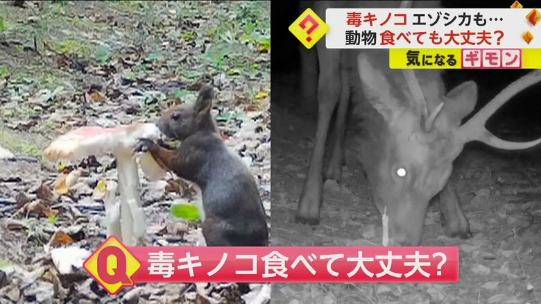 毒キノコを食べるリス　SNSで話題の映像には続きが…エゾシカが“残り”をムシャムシャ　翌朝現れたリスはがっかり　｜FNNプライムオンライン