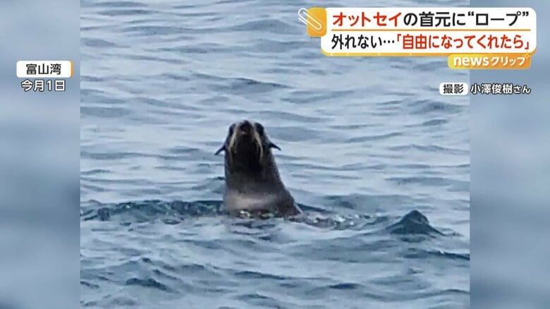 「とにかく外してあげたい」オットセイの首元にロープか　専門家は救出を願うも“捕獲は困難”と指摘　富山湾｜FNNプライムオンライン