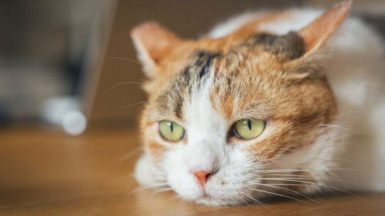 「助けて」のサインだったのか?病気の愛猫ジュテが飼い主のコラムニストに見せていた異変…後から気づいた行動の数々|FNNプライムオンライン
