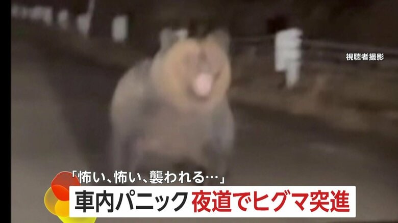 「怖い、怖い、襲われる」北海道2mのヒグマ車に突進「恐怖でギア入れられない」車内パニック　「人が出歩かない」秋田市は3連休も50件超の出没情報｜FNNプライムオンライン