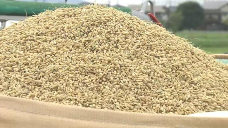 JA福井県の新米の販売量が激減…去年の半分に　在庫を抱える卸業者が新米を“買い控え”　「好ましい状況ではない」　｜FNNプライムオンライン