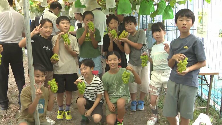 雨が少ない中水やりも…小学校の校庭で育てた『シャインマスカット』の収穫 総合的な学習の一環で全校児童が作業｜FNNプライムオンライン