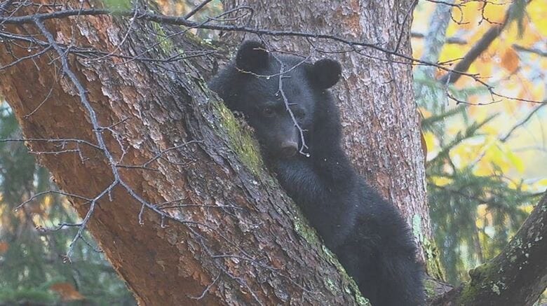 クマがホテル周辺に出没　麻酔で眠らせ捕獲　木の上にいるところを発見　体長約1.2メートル　長野・大町市｜FNNプライムオンライン
