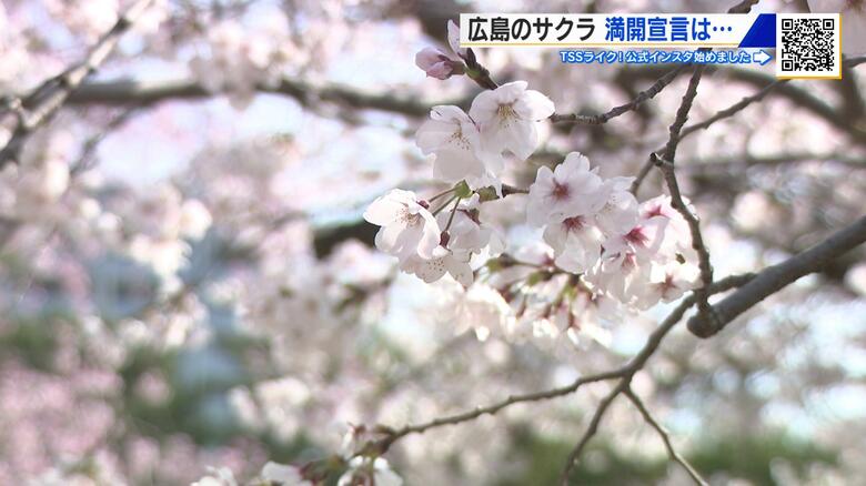 「まだ６割程度…」サクラ満開宣言ならず　広島市中区で最高気温19.7℃　縮景園「さくらまつり」始まる｜FNNプライムオンライン