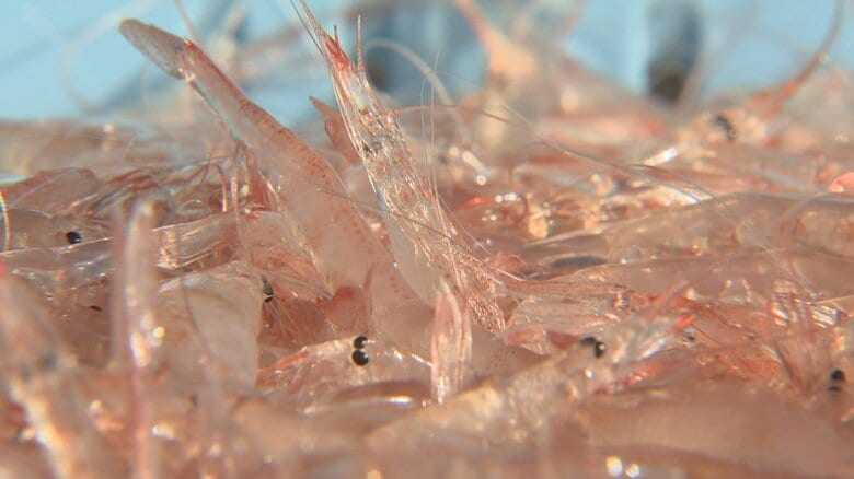 富山湾のシロエビ漁、平年の半分の漁獲量にとどまる　前例ない6回の休漁…水揚げ大幅減少｜FNNプライムオンライン
