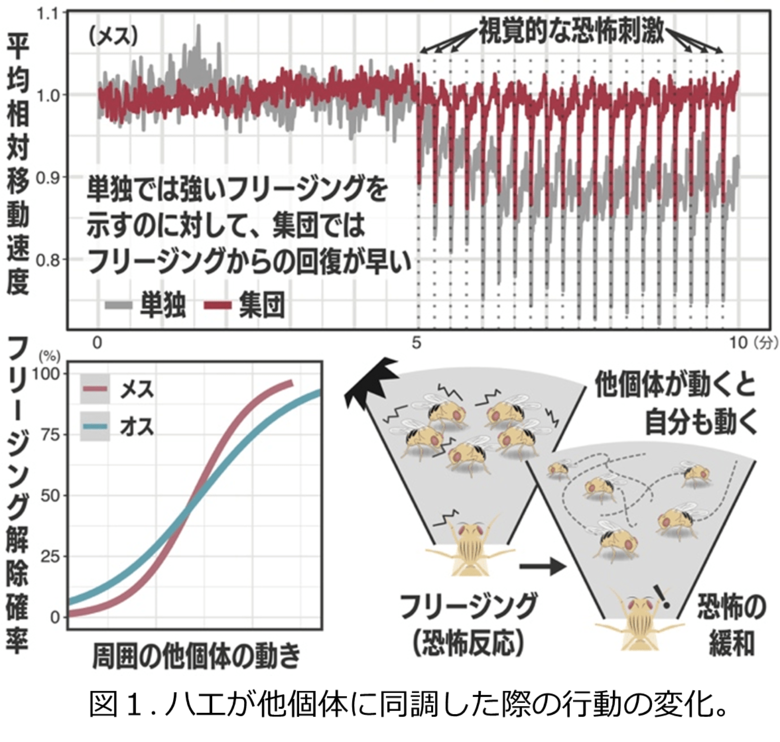 「多様性と同調」が集団をより強くする ハエの行動から探る「群れの力」の遺伝基盤